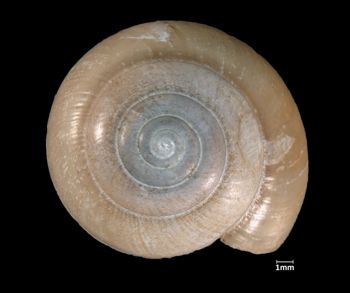 Media type: image;   Malacology 61067 Aspect: apical